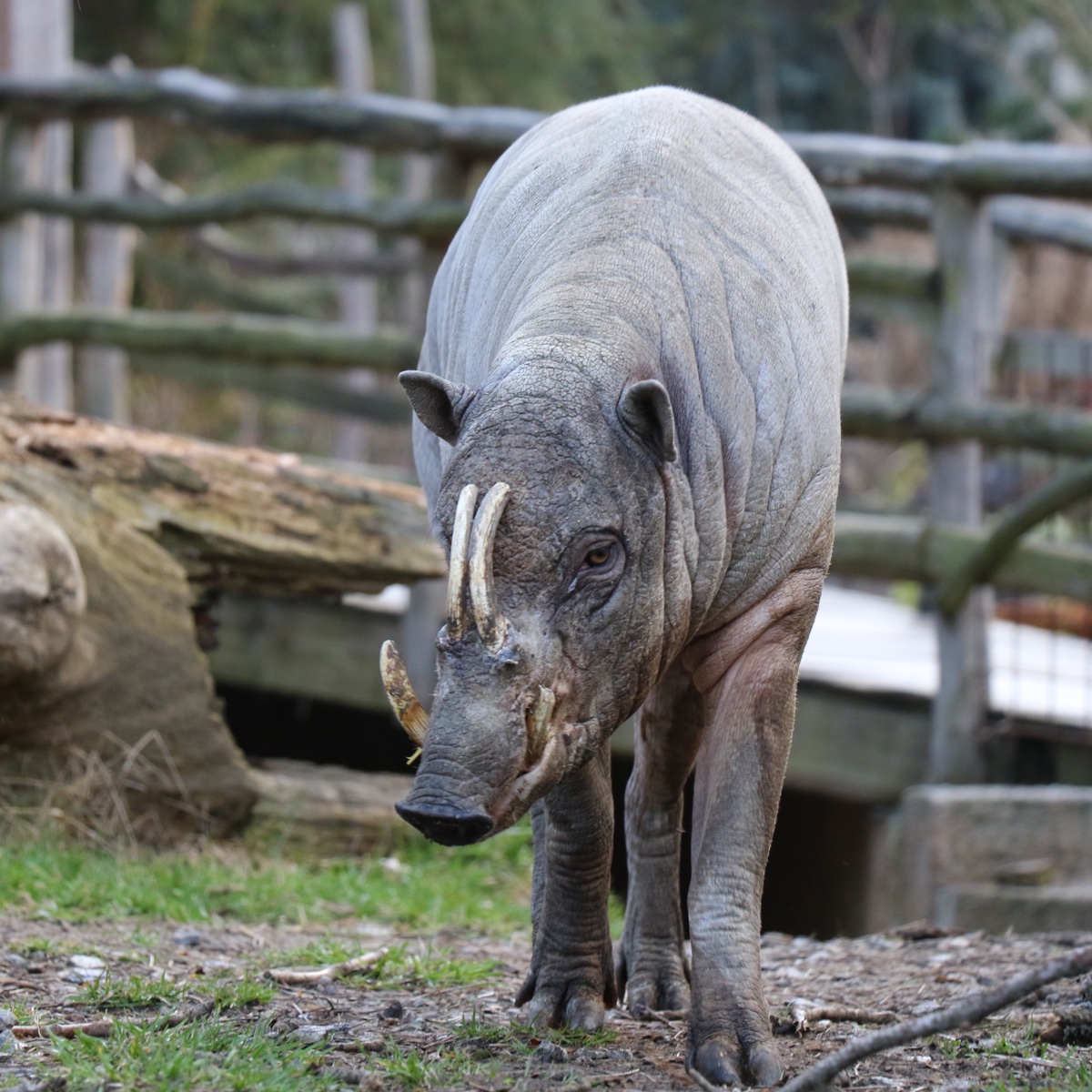 Babirusa sulaweská