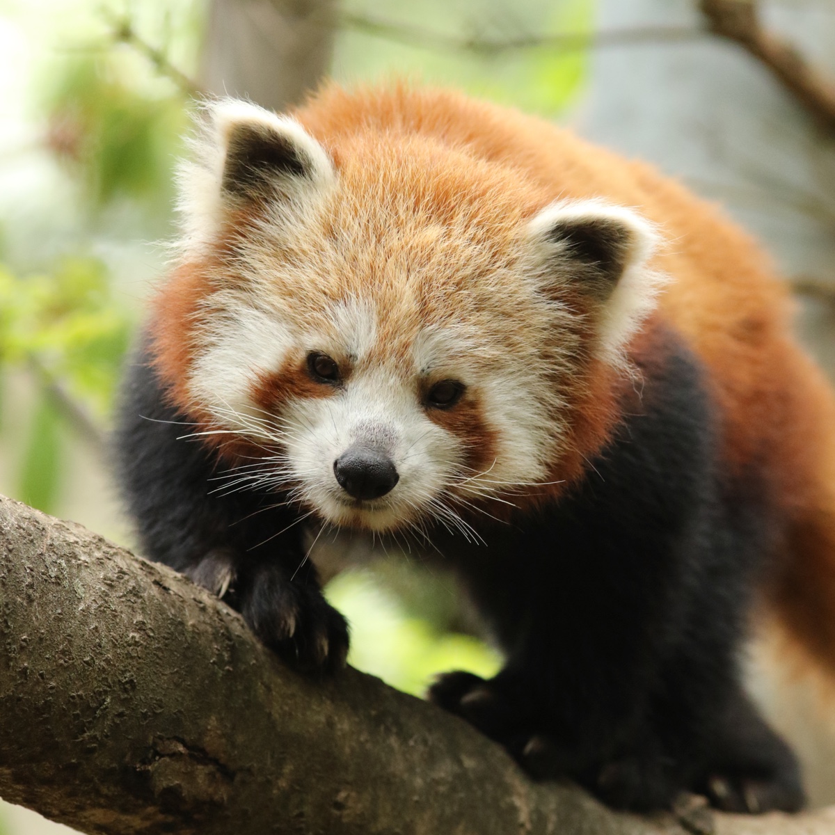 Panda červená 