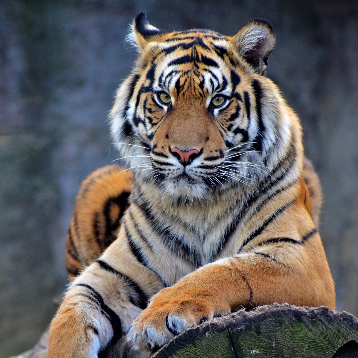 Tygr sumaterský 